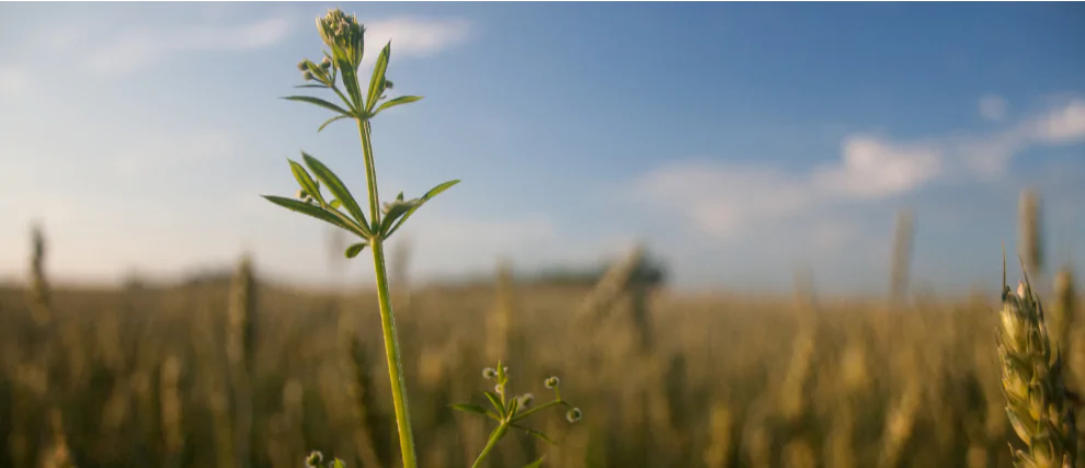 Cuaresma: ¡renacer y crecer!