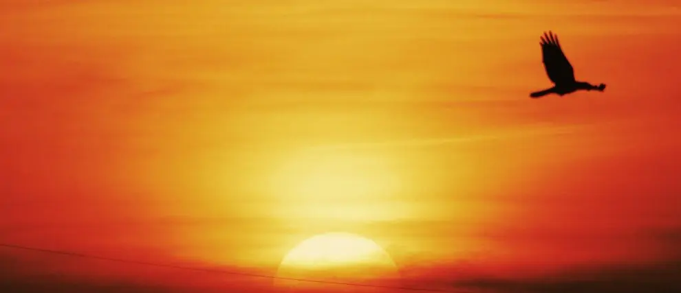 The Surrender Novena