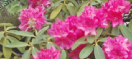 Prions pour toutes les mamans que nous avons aimées