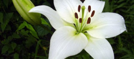 Prions pour Triomphe du cœur immaculé de MARIE