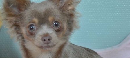 Prions pour la mal-traitance et le vol des animaux