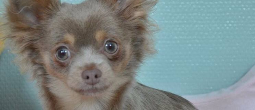 Prions pour la mal-traitance et le vol des animaux